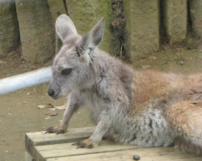 �Y�݂�����炵�������r�[