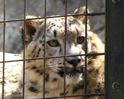 �����˂�����񂶂�Ȃ���