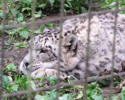 �Ă͋��Ȃ̂ł��܂蓮���Ȃ�