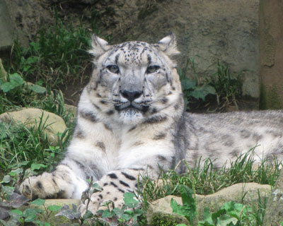 �S�[�W���X������є��E������