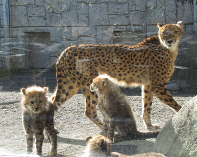 ���ꂳ��͗����������Ȃ�