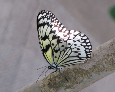 �Ȃɂ��z���Ă�H