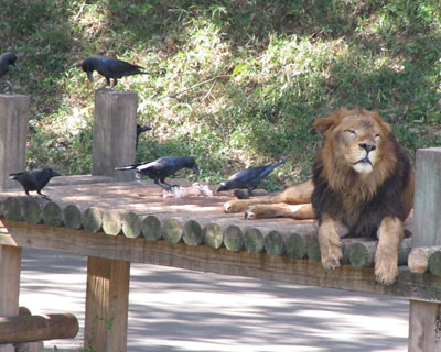 �J���X���������C�I��