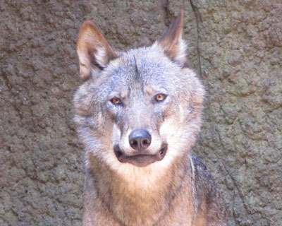 �ςȊ�Ō��Ă�