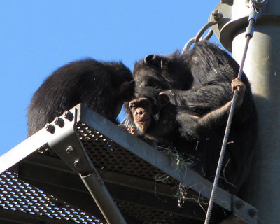 �݂�Ȃɂ��킢������q�`���p��