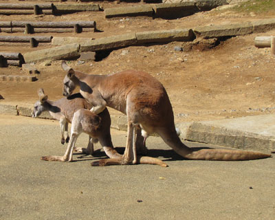 ����荞�ݒ��̃J���K���[