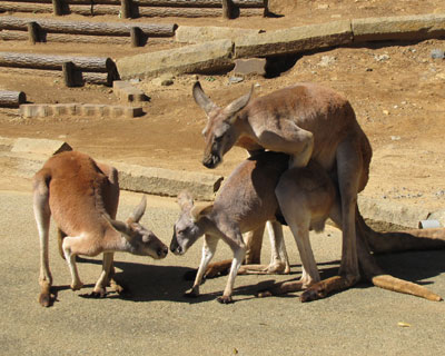 �����ȃ��c