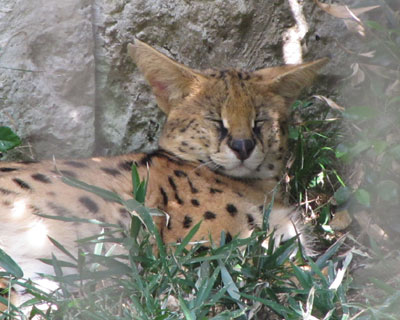 �����Q�Ă�T�[�o��