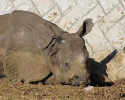 �T�C�̖ڂ�T���I