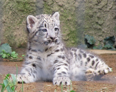 �܂��������q���L�q���E