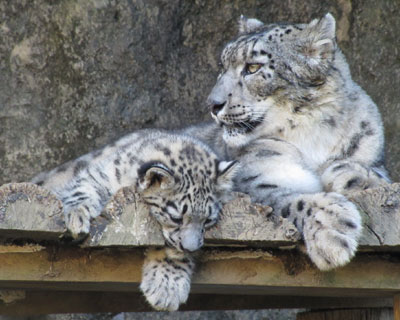 �ł���͑傫��