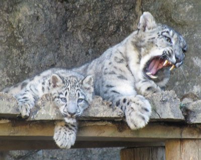 ���ꂳ��͏�����؂��Ǝv��