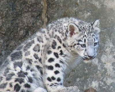 ���ꂳ�񂪂��Ȃ��Ȃ�Ə����s��