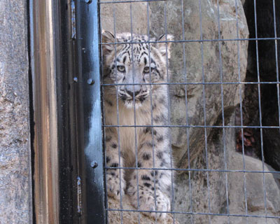 �O���C�ɂȂ�