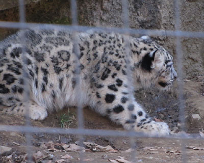 ���A���炨�ꂳ���_��