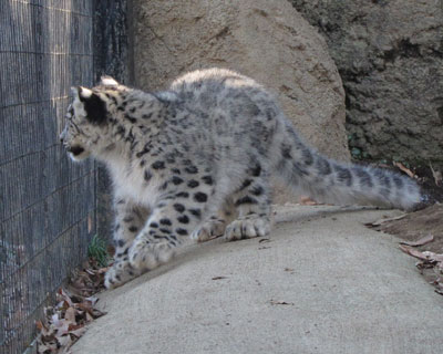 ���q����̎q����_��