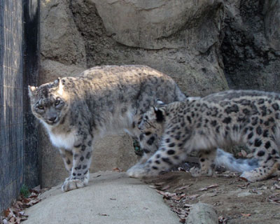 ���ꂳ��܂ŏo�Ă���