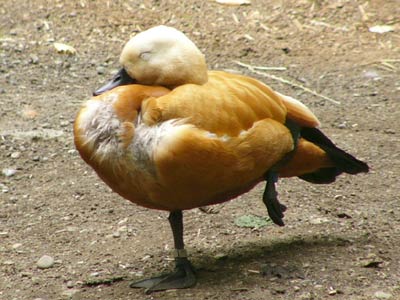 �����A�J�c�N�V�K��