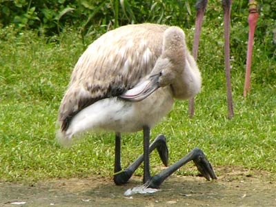 �x��ł���炵���t���~���S