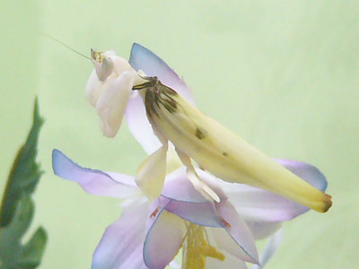 �q�ރn�i�J�}�L��