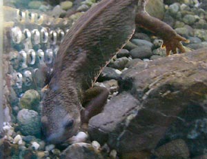 �肪���킢���C����