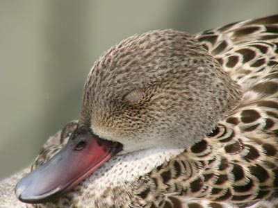 ��������Q���ރJ��