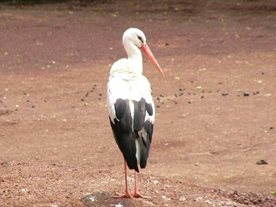 ����ŃG�������ȃR�E�m�g��