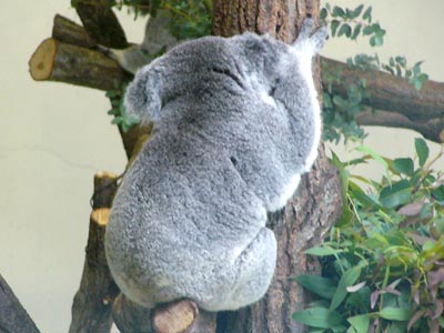 �S�����Q�̃R�A��