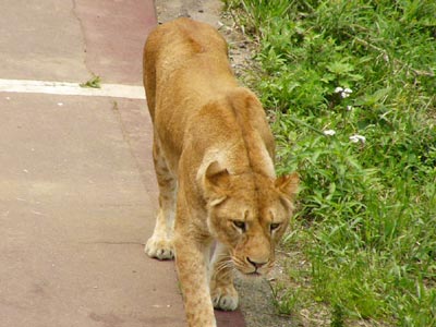 �̂��̂����C�I��