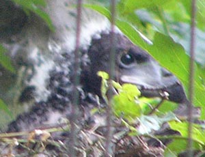 �I�W�����V�̃q�i