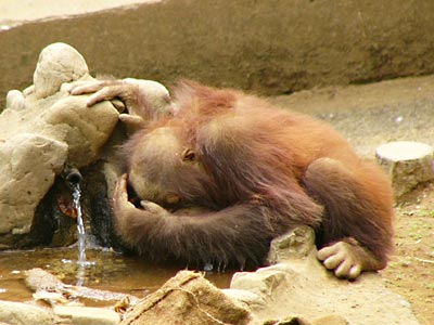 �Y�ގq�I�����E�[�^��