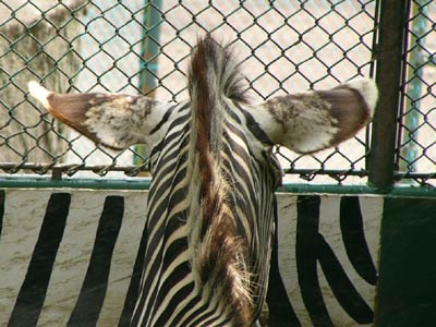 �ދ��ȃV�}�E�}