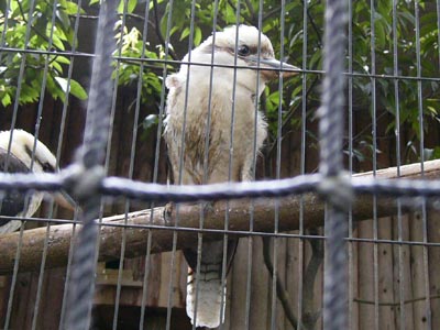 �q��ă����C�J���Z�~