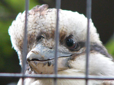 �ɂ����胏���C�J���Z�~