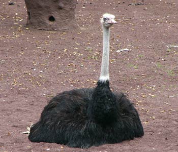 ���g���ӂ�