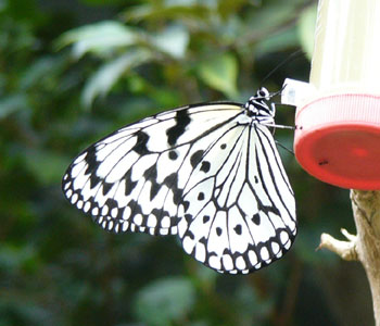 �ނ�݂ɑ傫�ȃI�I�S�}�_��