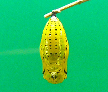 �I�I�S�}�_����匂��������ȁH