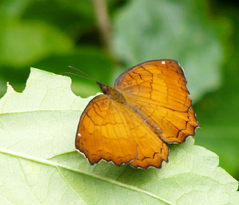 �J�o�^�e�n