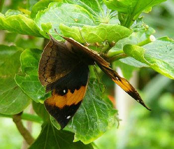 �R�m�n�`���E