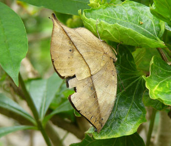 ���R�m�n�`���E