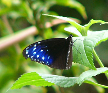 ���ꂢ�����ǁA�N�H