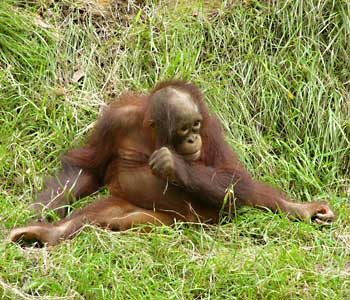 �Ҋ���q�I�����E�[�^��