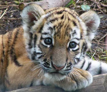 �肪�O���[�u