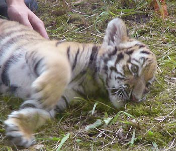 ����ɂ��