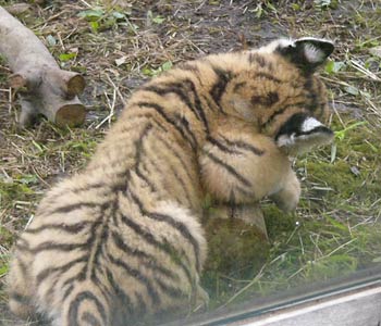 �񂪋Ȃ���قǕK��