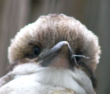 ���[�[���g�����C�J���Z�~