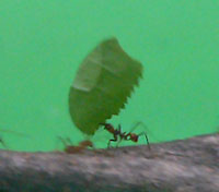 �n�L���A���A�K��