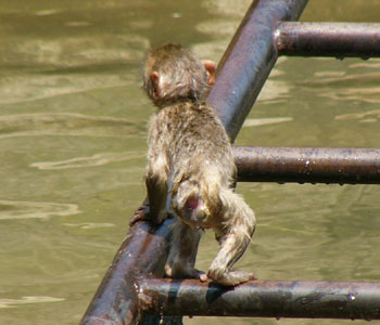 �f�J���ƃf�J��