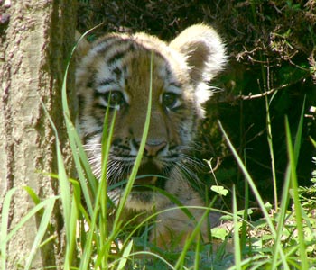 ������Ɛ��w�͌���