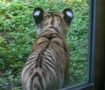 ���̔��_�����킢���Ƃ悭������